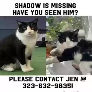 lost male cat shadow