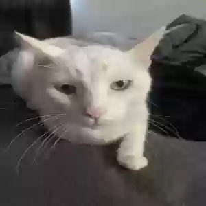 lost male cat poseidon