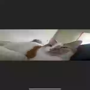 lost male cat orange