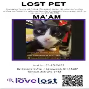 lost female cat ma’am