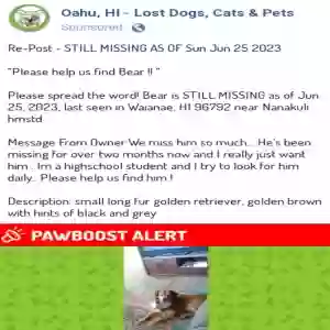 lost male dog bear