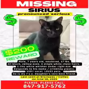 lost male cat sirius