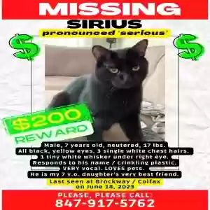 lost male cat sirius