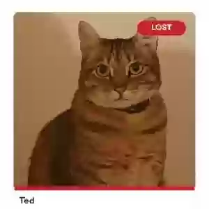 lost male cat ted