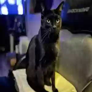lost male cat blacky