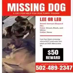 lost male dog lee or leo