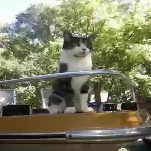 lost male cat milo