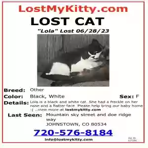 lost female cat lola