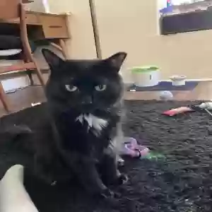 lost male cat remy