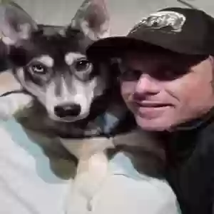 lost male dog rowdy