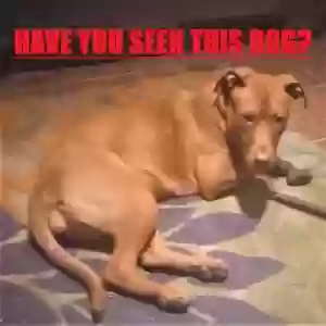 lost female dog hope