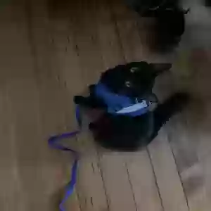lost female cat boebert