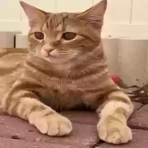 lost male cat ollie