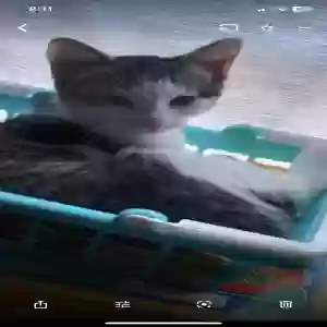 lost male cat charlie