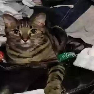 lost female cat daisy