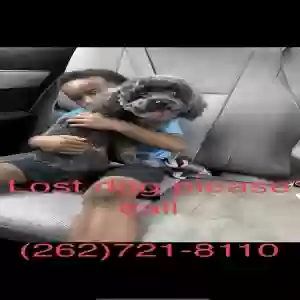 lost female dog juicy