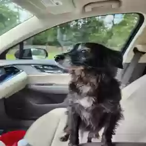 found female dog unknown