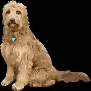 lost female dog stella