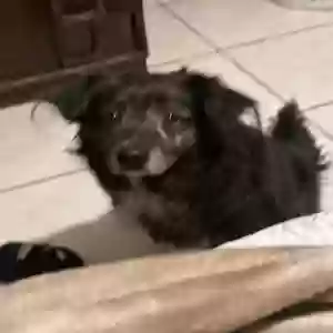 lost male dog blacky