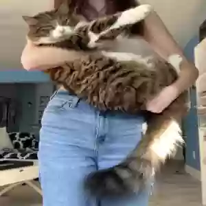 lost male cat mars