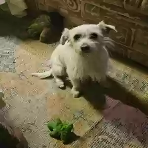 found male dog unknown