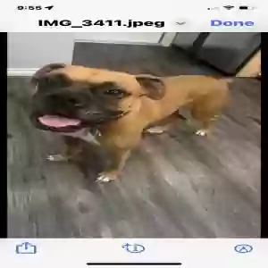 lost male dog cirroc