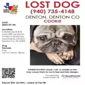 lost female dog cookie