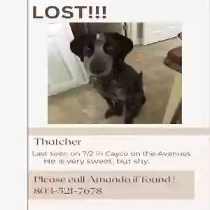 lost male dog thatcher