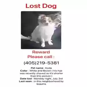 lost male dog koda