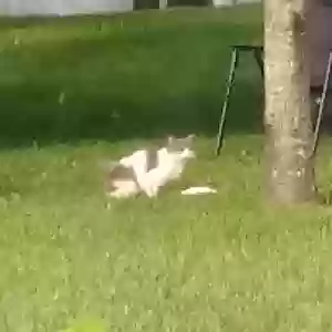 found unknown cat unknown
