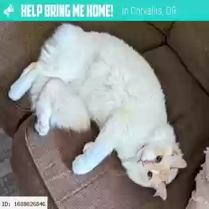 lost male cat humboldt