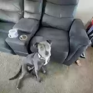 lost female dog diamond