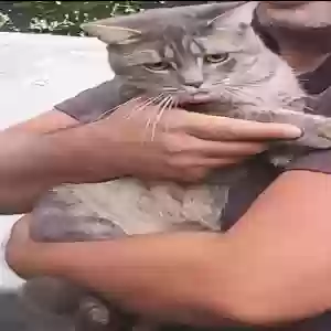 lost male cat tommy