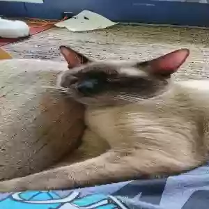 lost male cat simon
