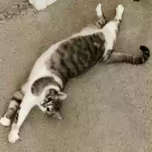 lost female cat tundra