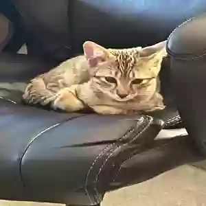 found male cat milo