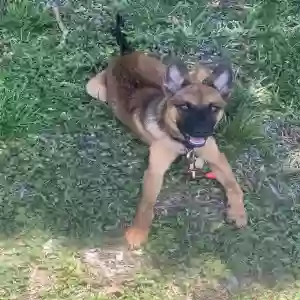 lost female dog d’usse