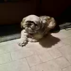 lost female dog maybelline