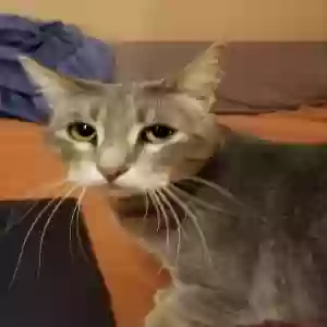 lost female cat rose