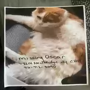 lost male cat oscar