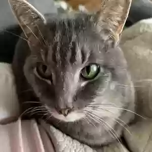 lost male cat skittles