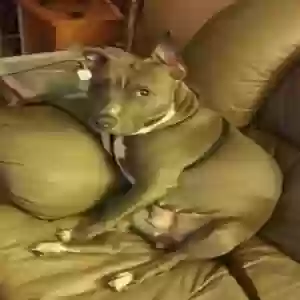 lost female dog luna