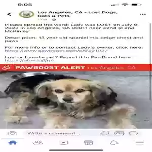 lost female dog lady