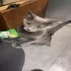lost female cat gliz