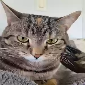 lost female cat eevee