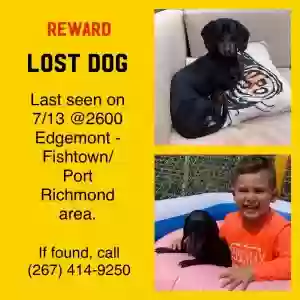 lost male dog santino