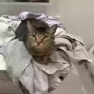 lost male cat felix