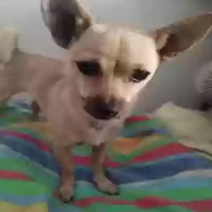 lost female dog penelope