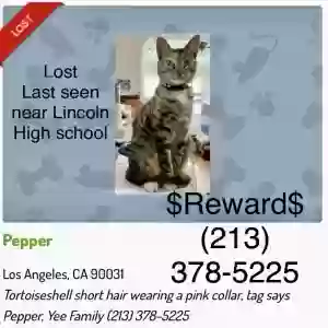 lost female cat pepper