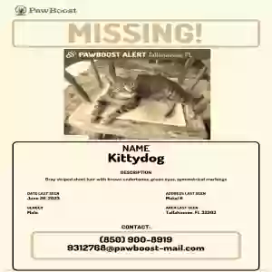 lost male cat kittydog